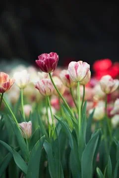 Tulip Foto stock
