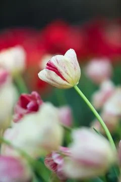 Tulip Stock Photos