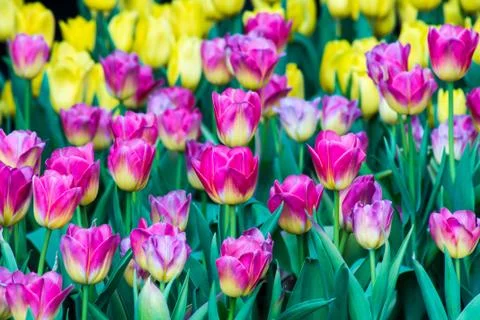 Tulip Stock Photos