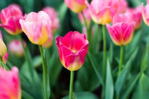 Tulip Stock Photos