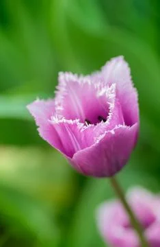 Tulip Stock Photos