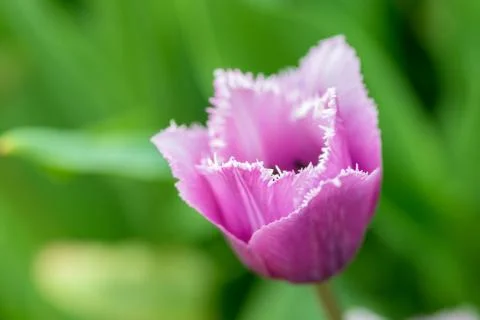 Tulip Stock Photos