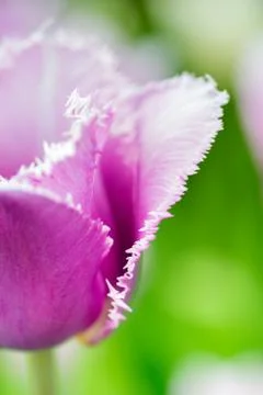 Tulip Stock Photos