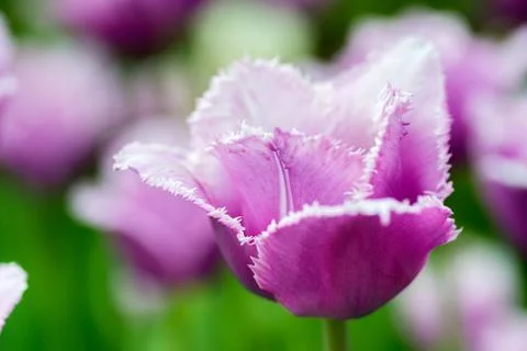 Tulip Stock Photos
