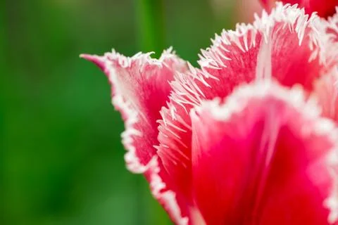 Tulip Stock Photos