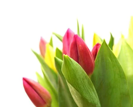 Tulip Stock Photos