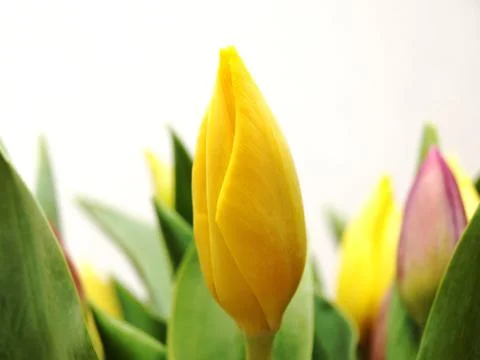Tulip Stock Photos