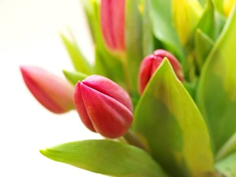 Tulip Stock Photos