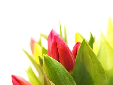 Tulip Stock Photos
