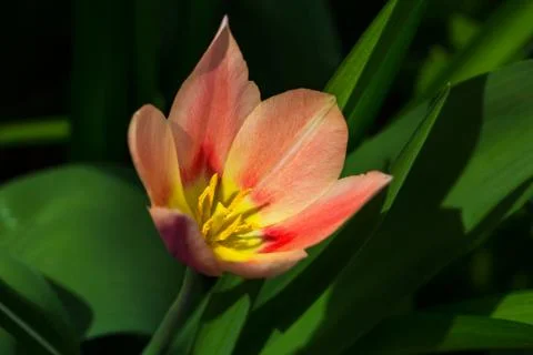 Tulip Stock Photos