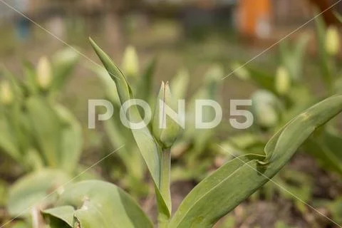 Tulip Stock-Fotos