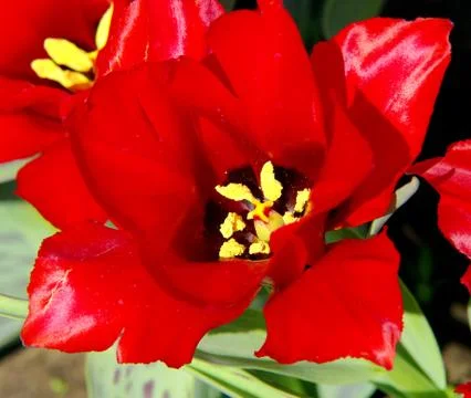 Tulip Stock Photos