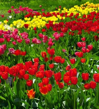 Tulip Stock Photos