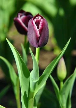 Tulip Stock Photos