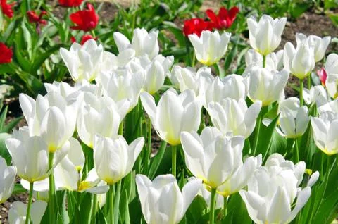 Tulip Stock Photos