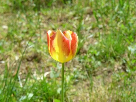 Tulip Stock Photos