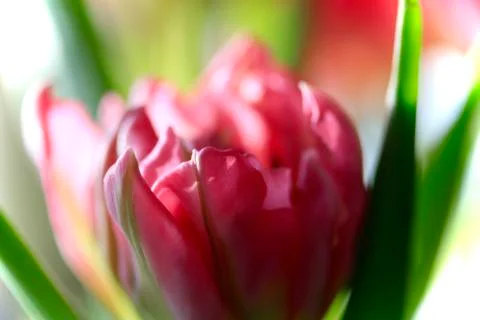 Tulip Foto stock