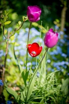 Tulip Stock Photos