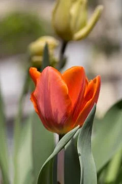 Tulip Stock Photos
