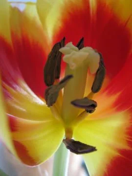 Tulip Stock Photos