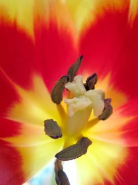 Tulip Stock Photos