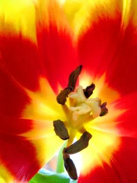 Tulip Stock Photos