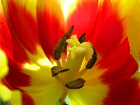 Tulip Stock Photos