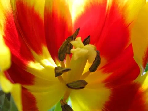 Tulip Stock Photos