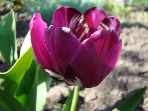 Tulip Stock-Fotos