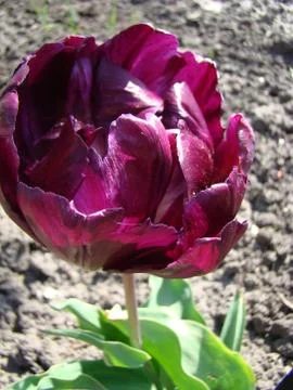 Tulip Stock Photos