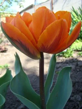 Tulip Stock-Fotos