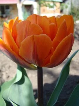 Tulip Stock-Fotos