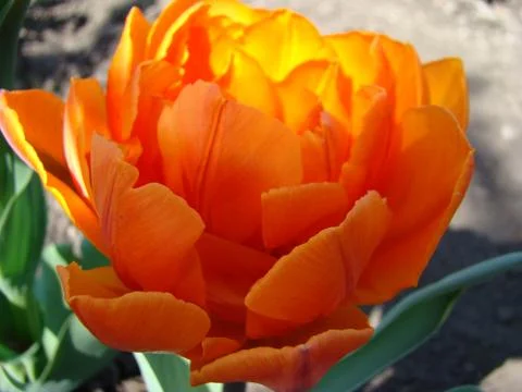Tulip Foto stock