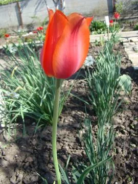 Tulip Foto stock