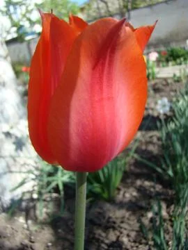Tulip Foto stock