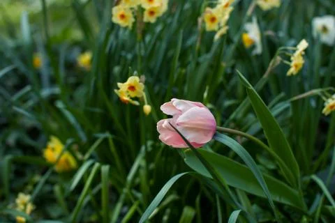 Tulip Stock Photos