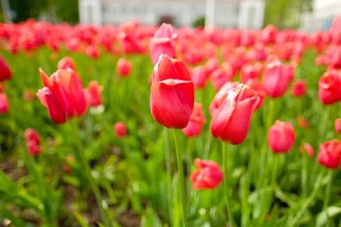 Tulip Foto stock
