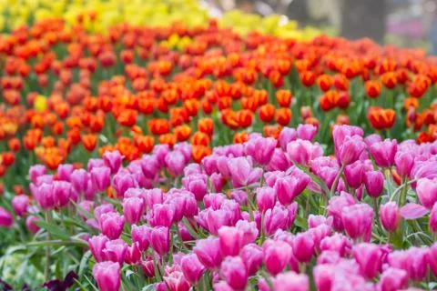 Tulip Stock Photos