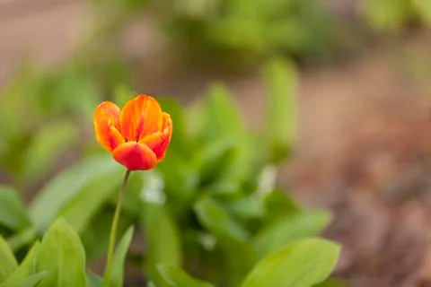 Tulip Stock Photos