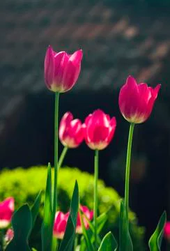 Tulip Stock Photos
