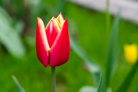 Tulip Stock Photos