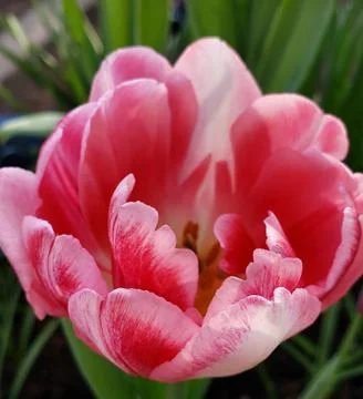 Tulip Stock Photos