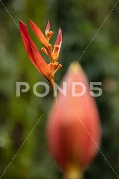 Tulip Stock Photos
