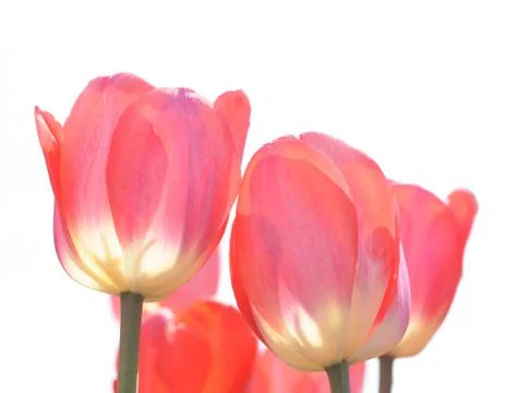 Tulip Stock Photos