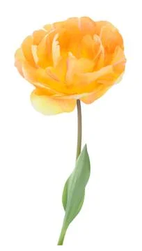 Tulip Stock Photos