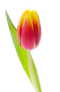 Tulip Stock Photos
