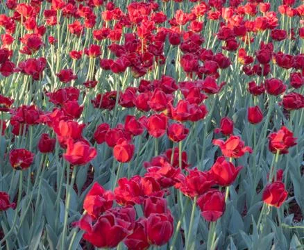Tulip Stock Photos