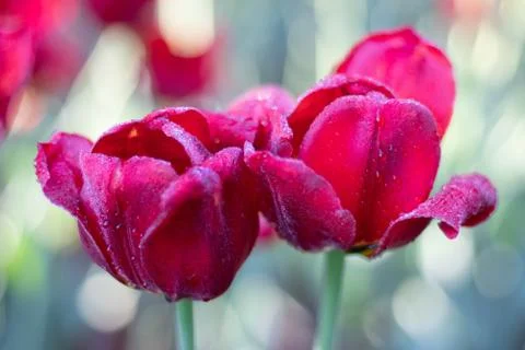 Tulip Stock Photos