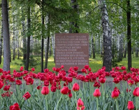 Tulip Stock Photos