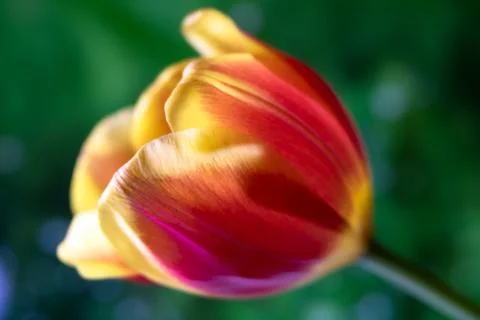 Tulip Foto stock